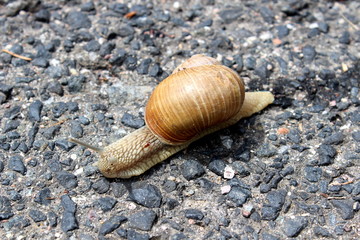 Schnecke  unterwegs