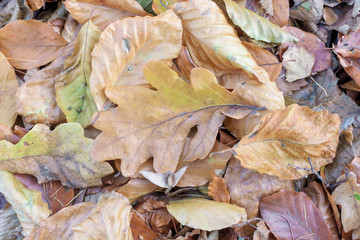 Autumn leaves top view. Leaf litter in forest.