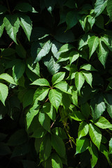 Old wall and creeper plant