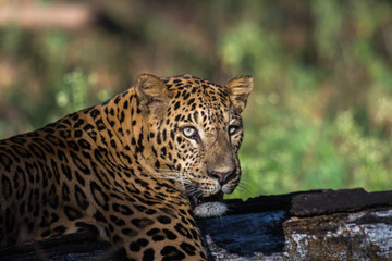 Portrait of Indian Leopard from Nagarhole National Park Karnataka