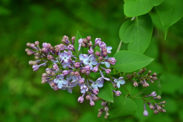 Ветка сирени