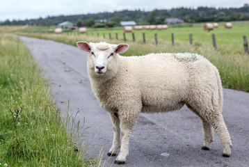 Lamb in the meadow