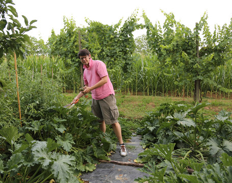 farmer with pink t-shirt in the vegetable garden during harvesti