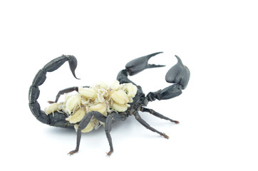 Black scorpion and white larva.