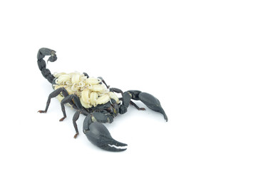 Black scorpion and white larva.