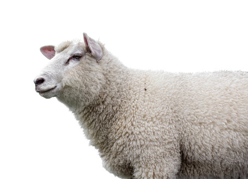 Sheep on white background