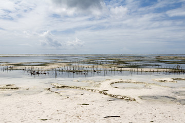 Low Tide In Zanzibar