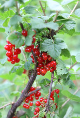 Ripe fruits of ribes on the plant in summer