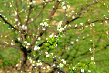flowers young Apple trees in the spring