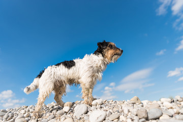 Hund steht stolz auf einem Hügel - rauhaariger, tricolor Jack Russell Terrier 2 Jahre alt 