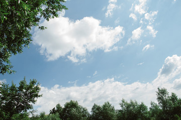 Blue sky and tree background concept - Beautiful blue sky with plam tree with day light and copyspace.