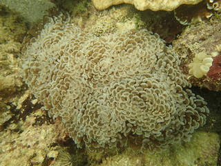 grape coral found in coral reef area at Tioman island, Malaysia