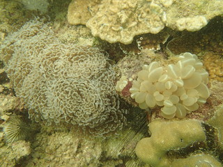grape coral found in coral reef area at Tioman island, Malaysia