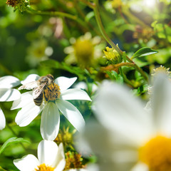 bee on a flower