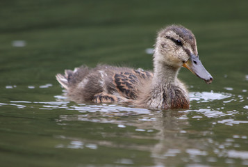 Young Duck in nature, outdoor