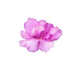 bright pink, purple violet highlighted on white background contour cut
