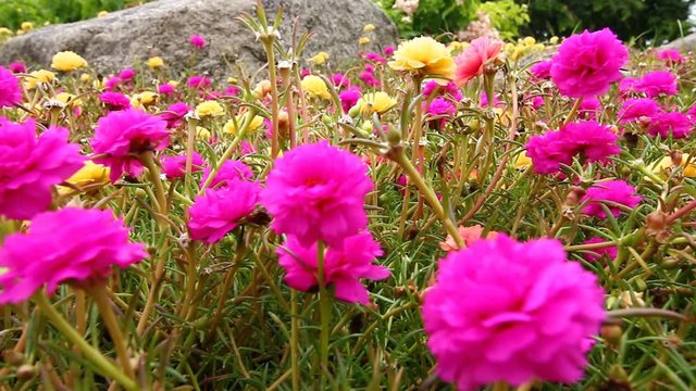 Flowers Portulaca oleracea blooming in the garden outdoor, full hd 1080 x 1980