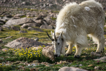 Fototapeta premium Mountain Goat