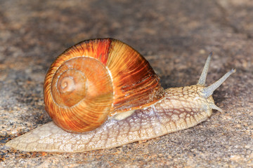 Roman Snail (Helix pomatia)