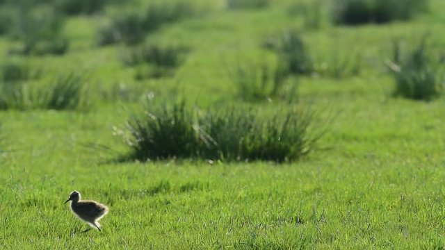 Gro&szlig;er Brachvogel K&uuml;ken im Gegenlicht, Mai