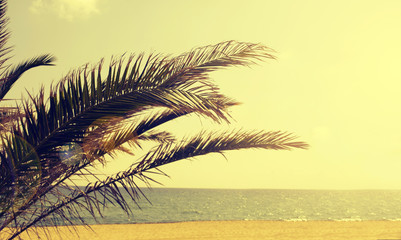 Palm tree on summer beach