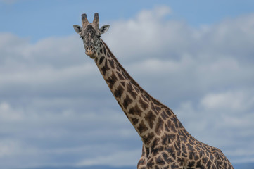 Giraffe looking at camera from right, wiht cloudy blue sky in background and ears and face very prominent. Masai Mara, Kenya, Africa