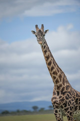 Giraffe looking at camera from right, wiht blue sky in background and ears and face very prominent. Masai Mara, Kenya, Africa