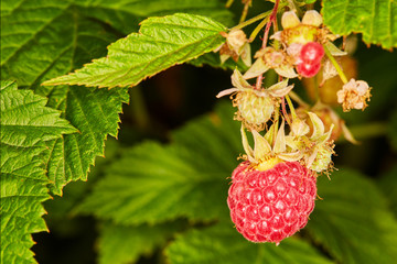 Red raspberry in the garden.