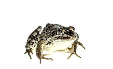 Frog on white background
