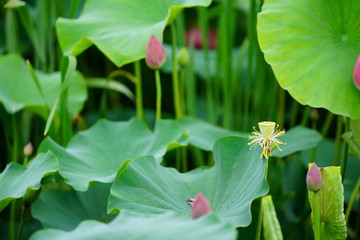 활짝 피어 있는 연 꽃 (View of a blooming lotus flower over leaves)