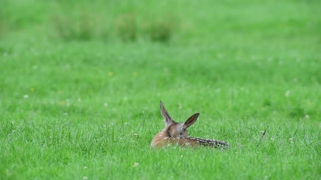 Rotwild Kalb steht auf, ge&auml;rgert von M&uuml;cken, Wiese, Sommer