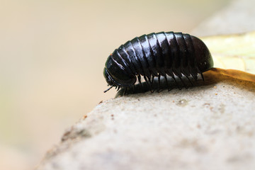 Giant pill millipede (fam. Sphaerotheriida, genus Zoosphaerium) on the island of Nosy Mangabe in...