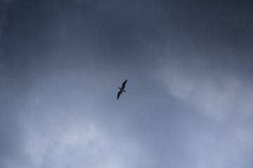 seagull flies on the sky by the sea