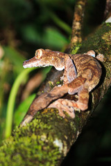 Giant Leaf-tailed Gecko (Uroplatus fimbriatus) on the island Nosy Mangabe in Masoala National Park, Madagascar