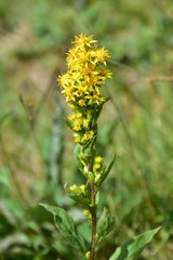 european golderod flower