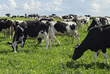 Black and white cows on a field
