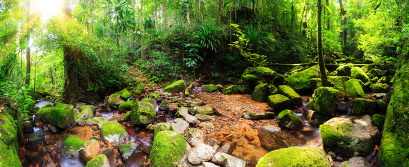 Beautiful 180 degree panorama of a stream in the rainforest jungle of the Masoala National Park in Madagascar, a UNESCO world heritage site - obrazy, fototapety, plakaty