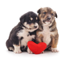 Two puppies with toy heart.
