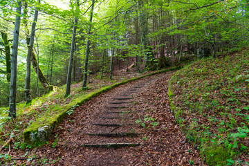 Old stone stairs in misty forest.