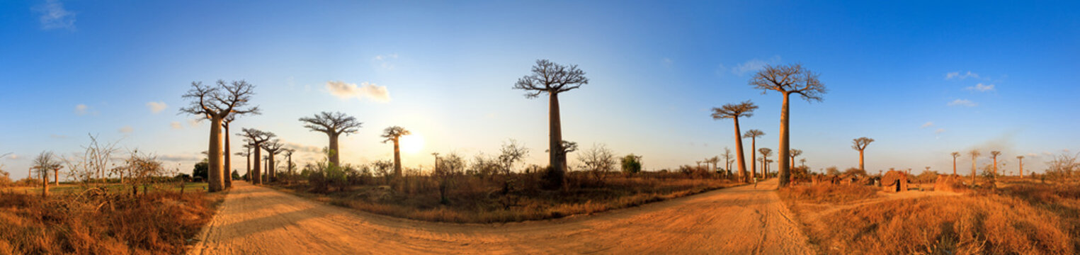 Beautiful 360 degree panorama at sunset at the avenue of the baobabs in Madagascar