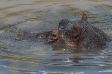 Fototapeta premium Hippopotamus head just above water with big eye visible and ears pointing up, looking left. Masai Mara, Kenya, Africa
