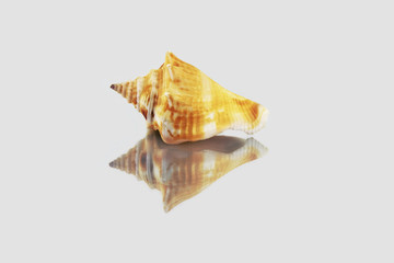 Beautiful sea shell,polygonus Latirus , isolated on mirror background