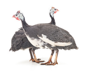 Two turkeys. © voren1