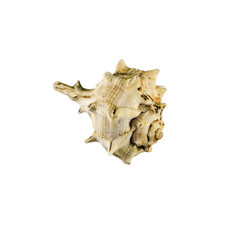 Beautiful sea shell,Drupa rubusidaeus, isolated on white background For posters, sites, business cards, postcards, interior design, labels and stickers.