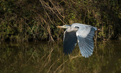 Grey heron in flight wings down.