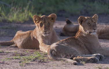 Fototapeta na wymiar Lion cub, sitting in afternoon sun, staring at camera. and another cub looking to the right. Masai Mara, Kenya, Africa