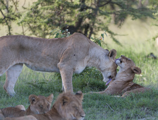 Fototapeta na wymiar Female lions cleaning and licking each other, one standing, one sitting in green grass. Masai Mara, Kenya. Africa