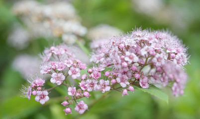 A branch of beautiful pink and white flowers. Spiraea japonica (Japanese spirea)
