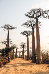 Fototapeta na wymiar Beautiful Baobab trees at the avenue of the baobabs in Madagascar