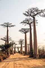 Foto op Canvas Beautiful Baobab trees at the avenue of the baobabs in Madagascar © dennisvdwater